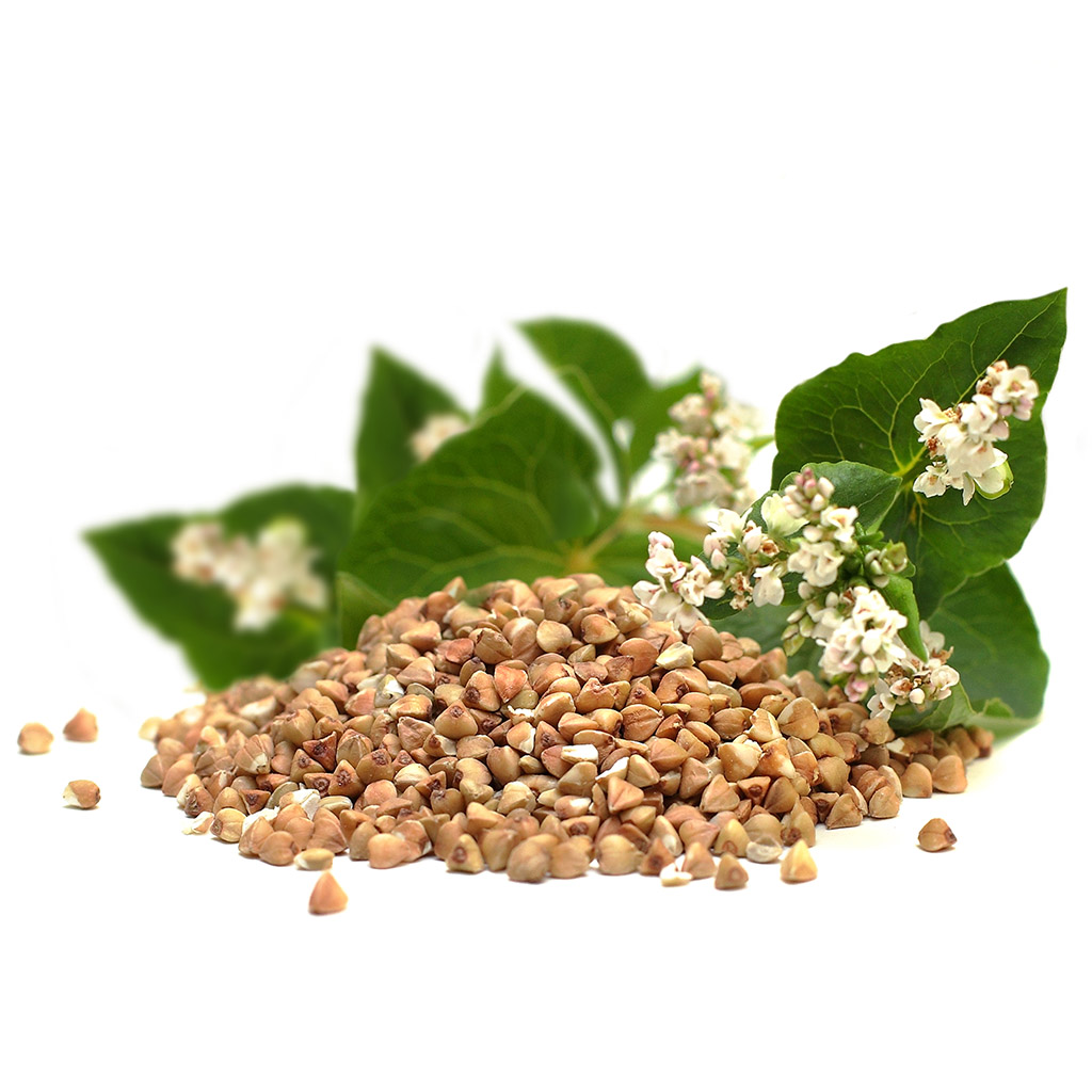 Common buckwheat seeds - 0.5 kg