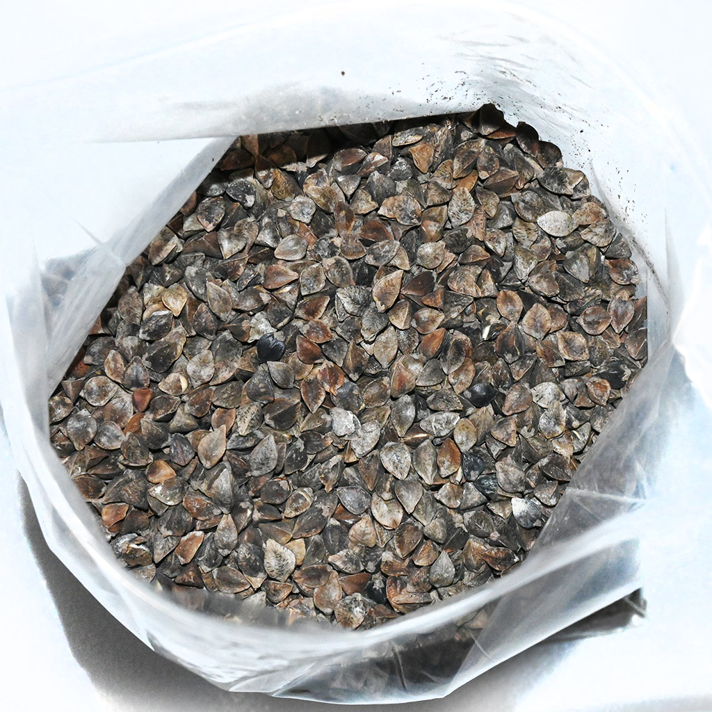 Common buckwheat seeds - 0.5 kg