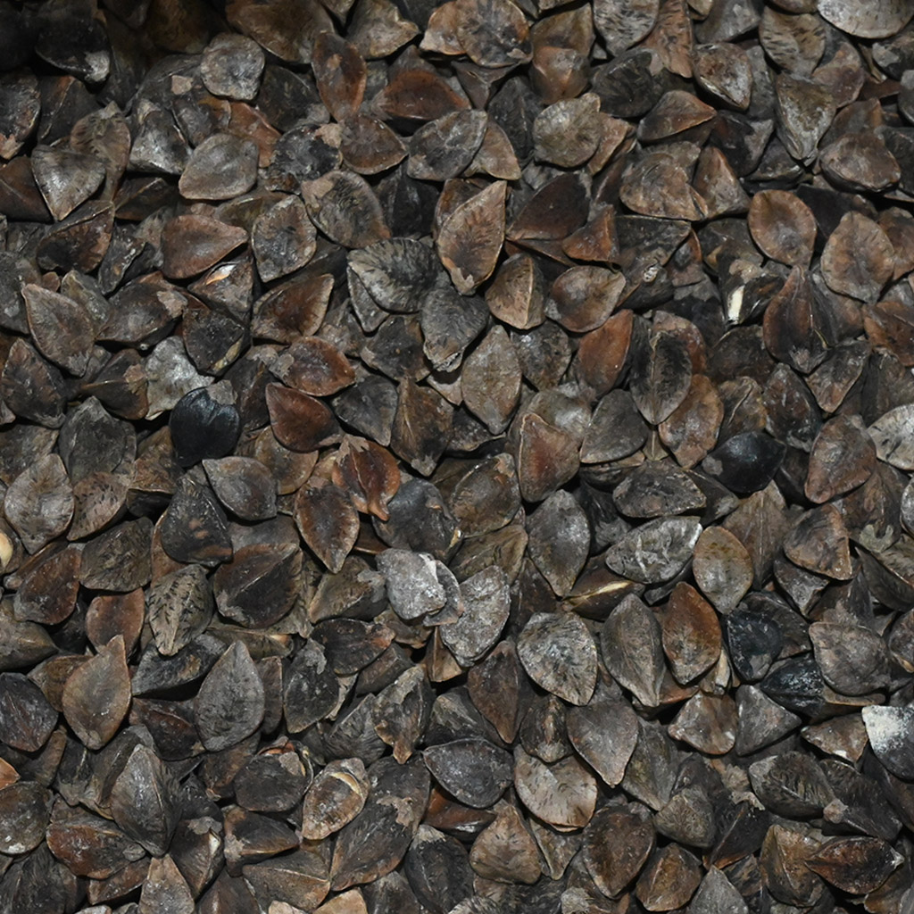 Common buckwheat seeds - 0.5 kg