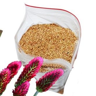 Crimson Clover (seeds / bee forage) - 0.5 kg