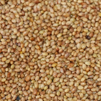 Crimson Clover (seeds / bee forage) - 0.5 kg