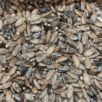 Milk Thistle (seeds / bee forage) - 0.5 kg