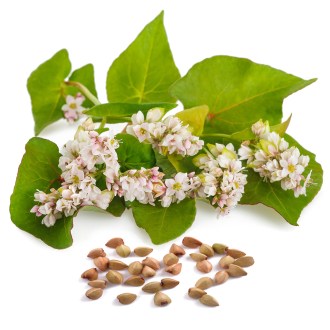 Common buckwheat seeds - 0.5 kg