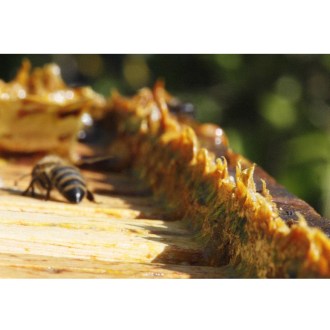 Raw Propolis - 20g PLEVA