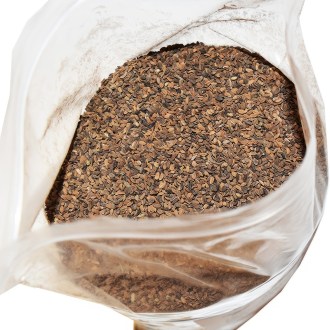 Lacy Phacelia (seeds / bee pasture) - 1 kg