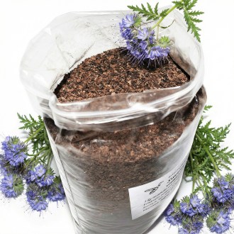 Lacy Phacelia (seeds / bee pasture) - 1 kg