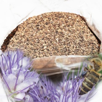 Lacy Phacelia (seeds / bee pasture) - 1 kg