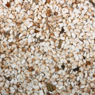 Safflower seeds (Carthamus tinctorius) - 0.5 kg