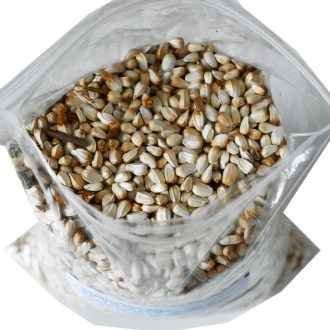 Safflower seeds (Carthamus tinctorius) - 0.5 kg
