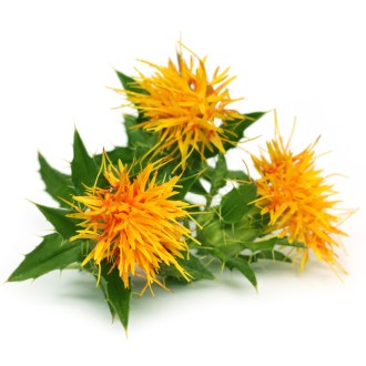 Safflower seeds (Carthamus tinctorius) - 0.5 kg