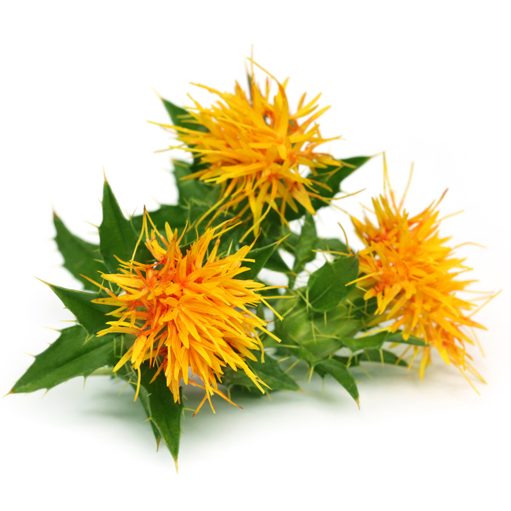 Safflower seeds (Carthamus tinctorius) - 0.5 kg